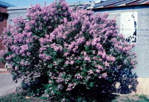 Picture of Common Lilac (Syringa vulgaris) shrub form with purple flowers. Picture of Common Lilac (Syringa vulgaris) shrub form with purple flowers.