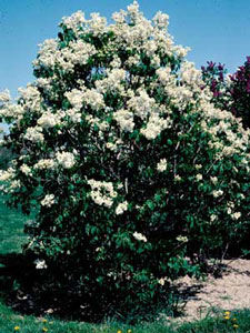 Picture of Common Lilac (Syringa vulgaris) shrub form with white flowers.