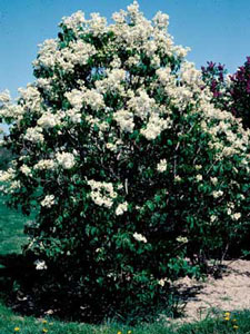 Picture of Common Lilac (Syringa vulgaris) shrub form with white flowers. Picture of Common Lilac (Syringa vulgaris) shrub form with white flowers.