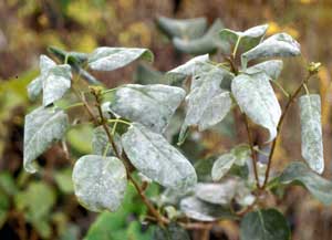 Picture closeup of Common Lilac (Syringa vulgaris) leaves with powdery mildew.