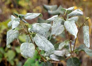 Picture closeup of Common Lilac (Syringa vulgaris) leaves with powdery mildew. Picture closeup of Common Lilac (Syringa vulgaris) leaves with powdery mildew.