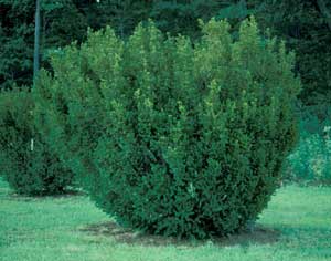 Picture of Yew (Taxus sp.) shrub form.