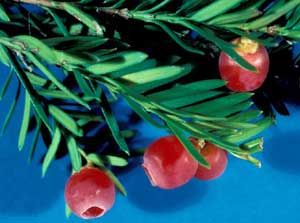 Picture closeup of Yew (Taxus sp.) leaf structure and red berry-like fruit.