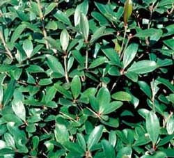 Picture closeup of Japanese Ternstroemia (Ternstroemia gymnanthera [f. Cleyera gymna.]) leaves showing structure.