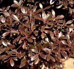Picture closeup of Japanese Ternstroemia (Ternstroemia gymnanthera [f. Cleyera gymna.]) leaves in deep purple winter color.