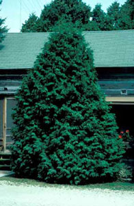 Picture of Eastern Arborvitae (Thuja occidentalis) shrub form. Picture of Eastern Arborvitae (Thuja occidentalis) shrub form.