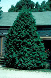 Picture of Eastern Arborvitae (Thuja occidentalis) shrub form.