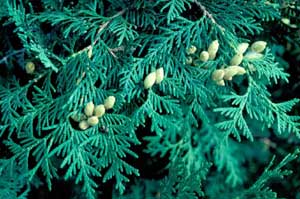 Picture closeup of Eastern Arborvitae (Thuja occidentalis) young greenish-yellow fruit and needle leaf structure.