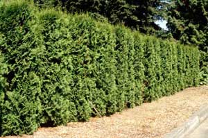 Picture of Eastern Arborvitae (Thuja occidentalis) hedge row form. Picture of Eastern Arborvitae (Thuja occidentalis) hedge row form.