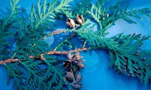 Picture closeup of Eastern Arborvitae (Thuja occidentalis) mature brown fruit and needle leaves.