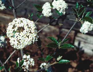 Picture closeup of Burkwood Vibrunum (Viburnum x burkwoodii) white flower clusters.