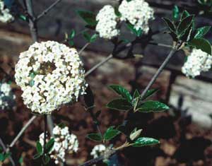 Picture closeup of Burkwood Vibrunum (Viburnum x burkwoodii) white flower clusters. Picture closeup of Burkwood Vibrunum (Viburnum x burkwoodii) white flower clusters.