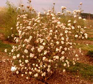 Picture of Burkwood Vibrunum (Viburnum x burkwoodii) shrub form with pre-leaf white flowers.