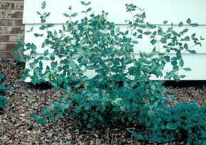 Picture of Burkwood Vibrunum (Viburnum x burkwoodii) green shrub form.