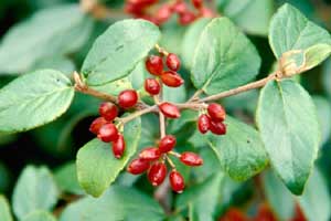 Picture closeup of Burkwood Vibrunum (Viburnum x burkwoodii) leaves and red berry-like fruit cluster.