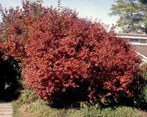 Picture of European Cranberrybush Viburnum (Viburnum opulus) shrub form in reddish maroon fall color.