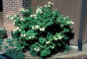 Picture of European Cranberrybush Viburnum (Viburnum opulus) shrub form with green foliage and white flowers.