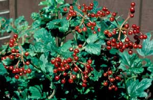 Picture of European Cranberrybush Viburnum (Viburnum opulus) fruit and red berry-like fruit.