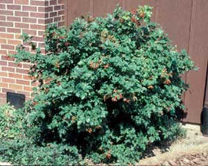 Picture of European Cranberrybush Viburnum (Viburnum opulus) shrub form bearing red fruit.