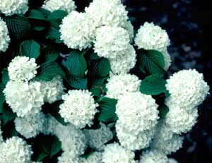 Picture closeup of Japanese Snowball Virburnum (Viburnum plicatum) white flowers showing snowball shape of clusters.