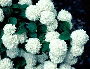 Picture closeup of Japanese Snowball Virburnum (Viburnum plicatum) white flowers showing snowball shape of clusters. Picture closeup of Japanese Snowball Virburnum (Viburnum plicatum) white flowers showing snowball shape of clusters.