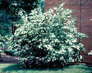 Picture of Japanese Snowball Virburnum (Viburnum plicatum) shrub from with white flowers.