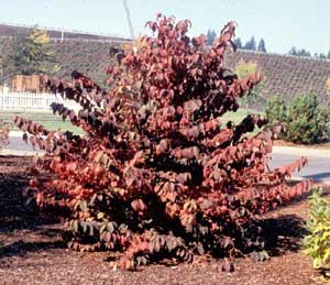 Picture of Doublefile Vibrnum (Viburnum placatum var. tomentosum) shrub form in reddish maroon fall color.