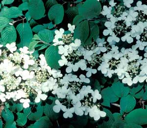 Picture closeup of Doublefile Vibrnum (Viburnum placatum var. tomentosum) white flowers and green leaves.