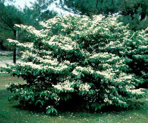 Picture of Doublefile Vibrnum (Viburnum placatum var. tomentosum) green shrub form covered with white flowers.