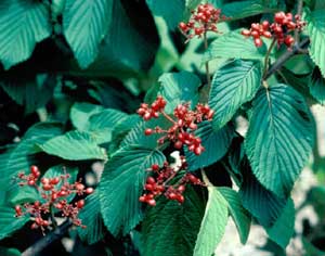 Picture closeup of Doublefile Vibrnum (Viburnum placatum var. tomentosum) green leaf structures and red berry-like fruit.