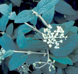 Picture closeup of Lantanaphyllum Viburnum (Viburnum x rhytidophylloides) leaves and white flower structure.