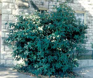 Picture of Lantanaphyllum Viburnum (Viburnum x rhytidophylloides) green shrub form.