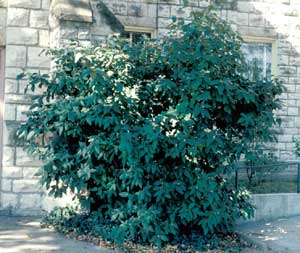 Picture of Lantanaphyllum Viburnum (Viburnum x rhytidophylloides) green shrub form. Picture of Lantanaphyllum Viburnum (Viburnum x rhytidophylloides) green shrub form.