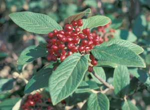 Picture closeup of Lantanaphyllum Viburnum (Viburnum x rhytidophylloides) leaves and red berry-like fruit cluster.