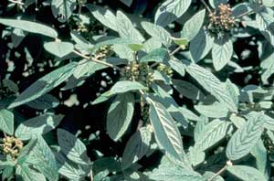 Picture closeup of Lantanaphyllum Viburnum (Viburnum x rhytidophylloides) leaves showing structure.