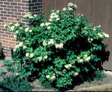 Picture of a Cranberrybush viburnum form with flowers.