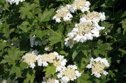 Picture Cranberrybush viburnum leaf and flowers.