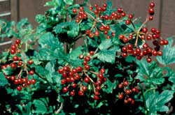 Picture Cranberrybush viburnum fruit.