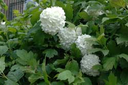 Picture Cranberrybush viburnum 'Roseum' leaf and flowers. Picture Cranberrybush viburnum 'Roseum' leaf and flowers.