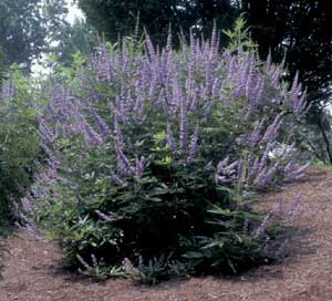 Picture of Chastetree (Vitex agnus-castus) green shrub form with purple flower stems.