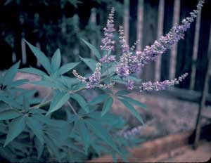 Picture closeup of Chastetree (Vitex agnus-castus) leaves and purple flower stem.