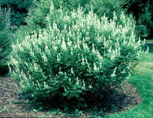 Picture of Chastetree (Vitex agnus-castus) green shrub form with white flower stems.