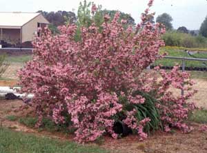 Picture of Weigela (Weigela florida) green shrub covered in pink flowers.