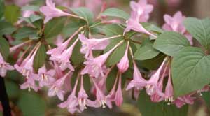 Picture closeup of Weigela (Weigela florida) pink flowers and leaves.