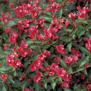 Picture closeup of Weigela (Weigela florida) red flowers and leaves.