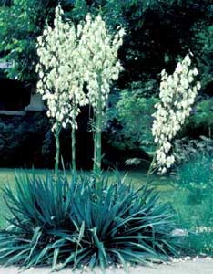 Picture of Yucca (Yucca filamentosa) form with tall flower stalks bearing white flowers.