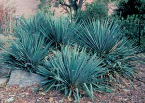 Picture of several Yucca (Yucca filamentosa) forms.