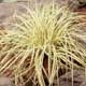 Thumbnail picture of Ornamental Sedge (Carex sp.) clump.  Select for larger images and more information.