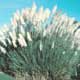 Thumbnail picture of Pampas Grass (Cortaderia selloana) clump.  Select for larger images and more information.