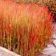 Thumbnail picture of Japanese Bloodgrass (Imperata cylindrica 'Red Baron') showing red leaves  Select for larger image and more information.